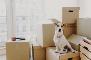 Horizontal shot of domestic animal sits on stack of carton boxes, relocates in new abode, poses in spacious empty room with no furniture, white walls. Taking pet abroad concept