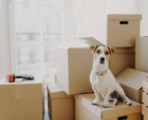 Horizontal shot of domestic animal sits on stack of carton boxes, relocates in new abode, poses in spacious empty room with no furniture, white walls. Taking pet abroad concept