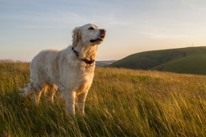 Golden retriever on hill enjoying evening sun walk