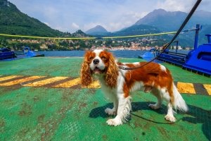 A dog being shipped with owner. Pets abroad concept