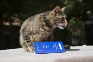 Portrait of a cat with a Pets Passport