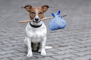 Pet abroad concept: a dog holding a bindle with mouth