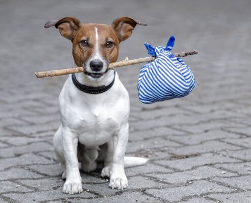 Pet abroad concept: a dog holding a bindle with mouth