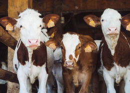three calf in cattle farm