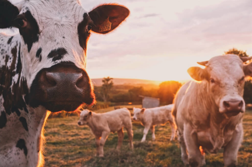 UK farmers warn of the consequences of a free trade agreement